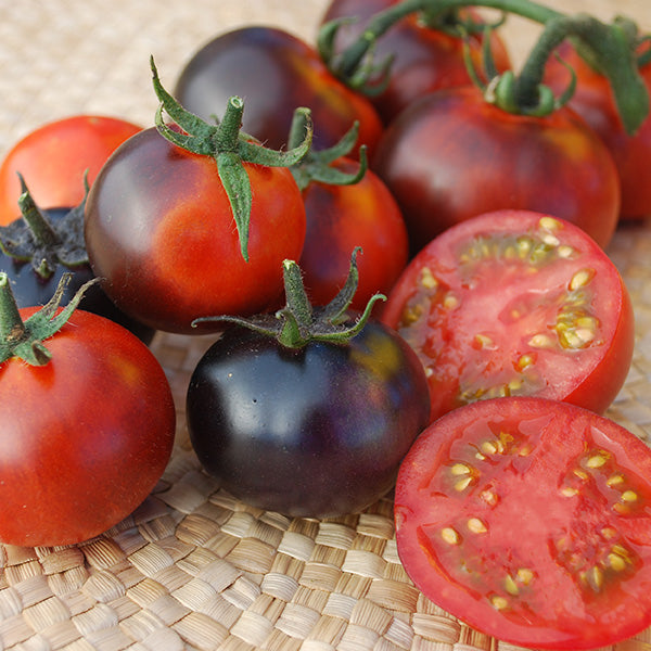 トマト☺︎ Indigo Clackamas Blueberry, Tomato Seeds – Urban Farmer