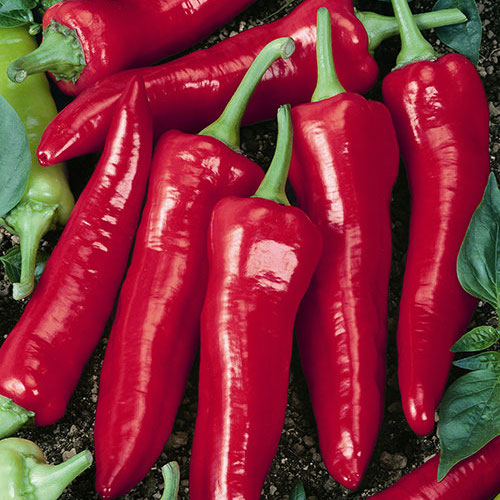 Big Jim, Organic Pepper Seeds – Urban Farmer
