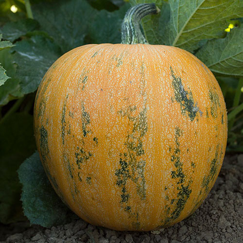Lady Godiva, Organic Pumpkin Seeds – Urban Farmer