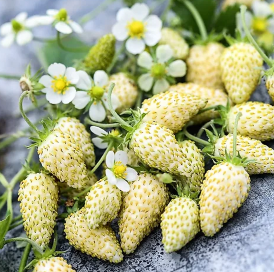 ＊White Strawberry＊ページ White Alpine, Strawberry Seeds – Urban Farmer