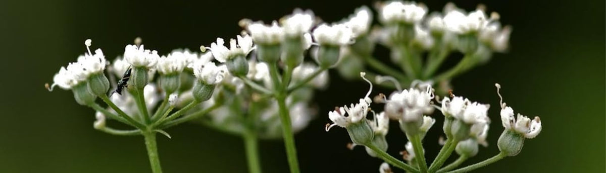 Anise Growing Guide
