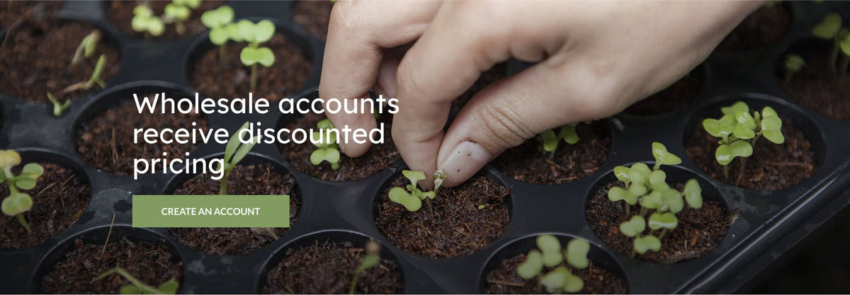 Wholesale Account