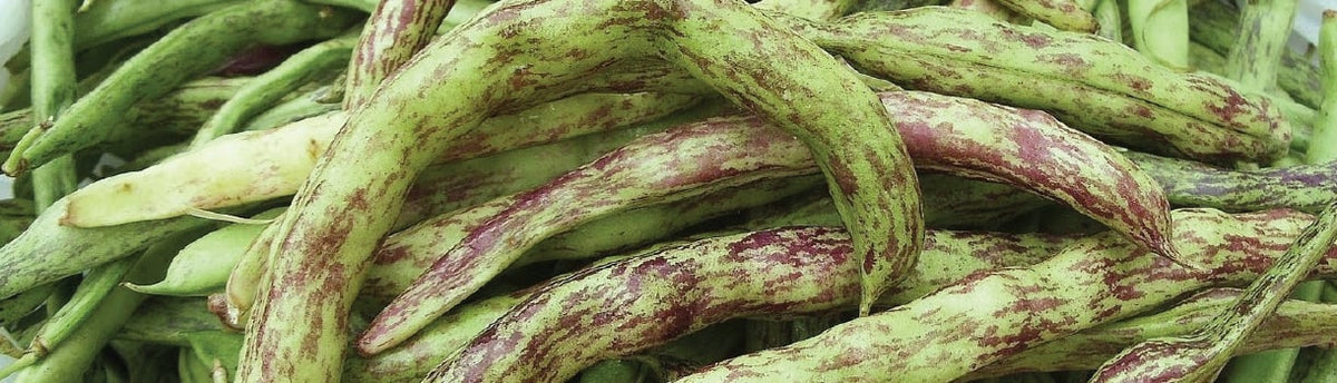 Bean Growing Guide
