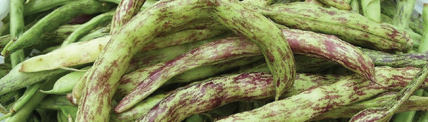 Bean Growing Guide