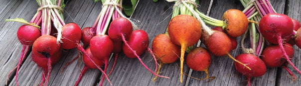 How to Grow Beets