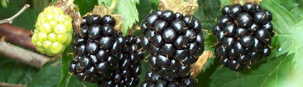 How to Grow Blackberry Plants