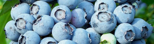 How to Grow Blueberries