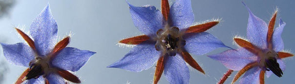 Caring for Borage Plants