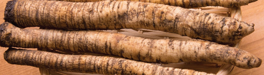 Burdock : From Seeds To Harvest
