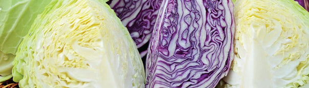 How to Grow Cabbage