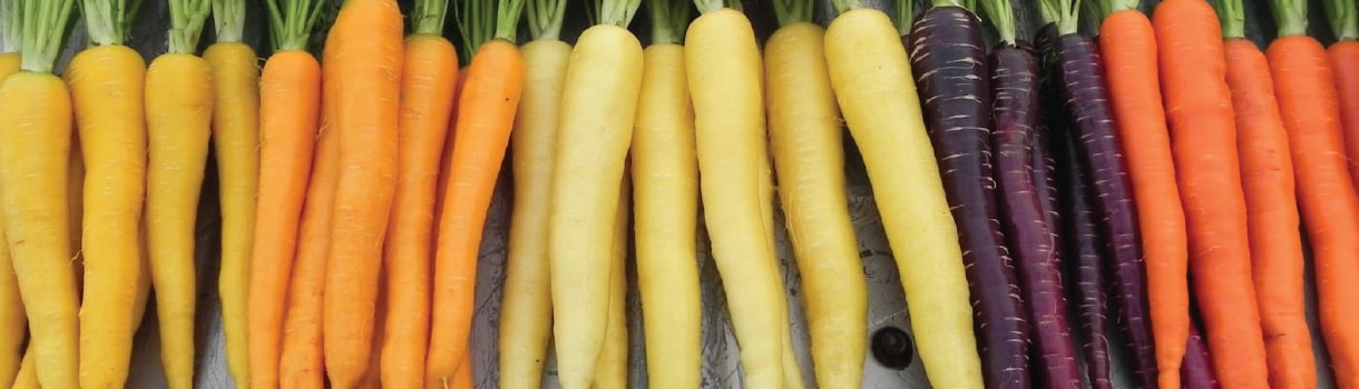 Carrots: From Seed to Harvest