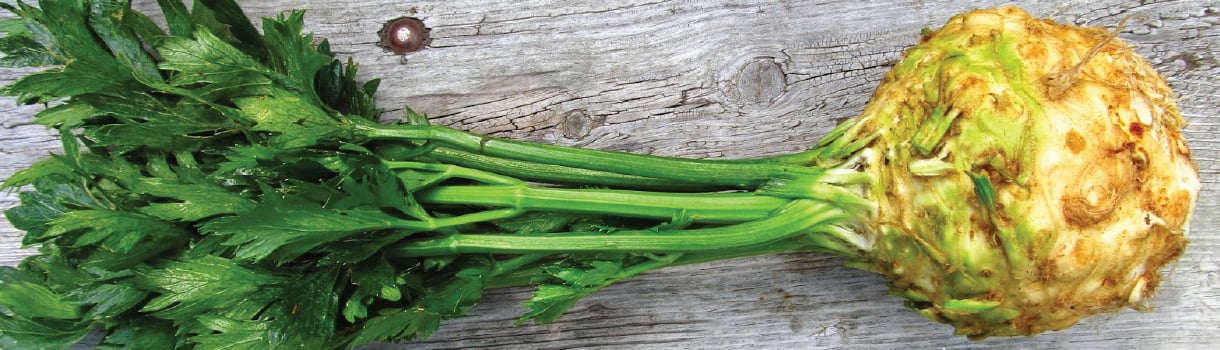 Celeriac : From Seeds To Harvest