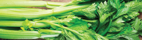Celery: From Seeds To Harvest