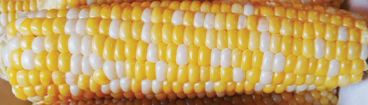 How to Grow Corn