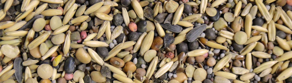 Cover crops: From Seed to Harvest