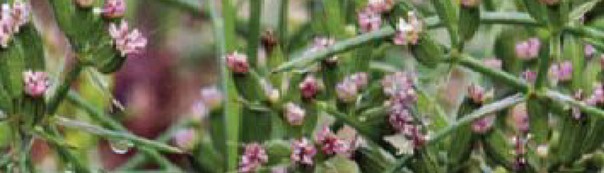 Cumin Seed To Harvest