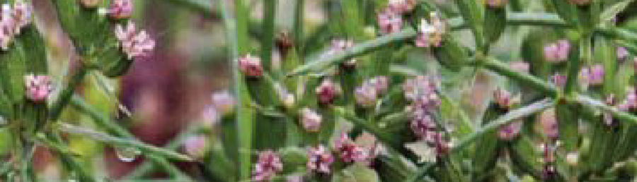Cumin Seed To Harvest