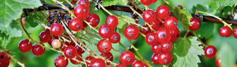 Currants Seed To Harvest