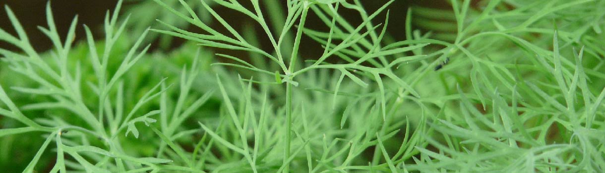 How to Grow Dill