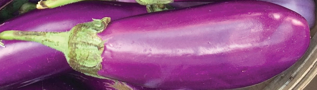How to Grow Eggplant