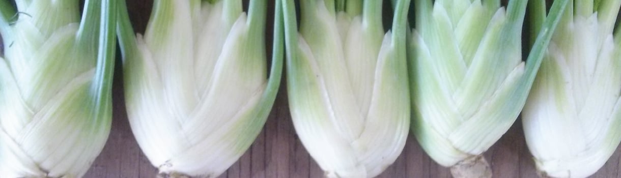 Fennel : From Seeds To Harvest