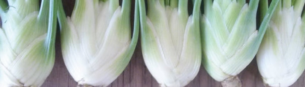 Fennel : From Seeds To Harvest