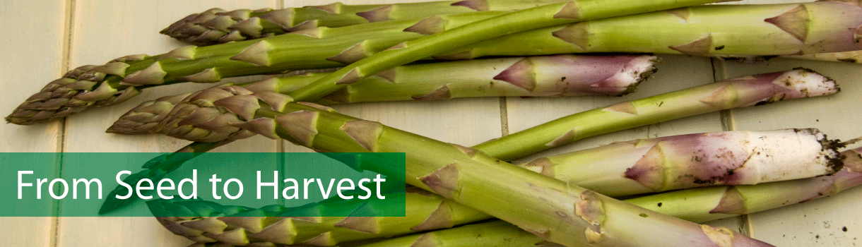 How to Grow Vegetables