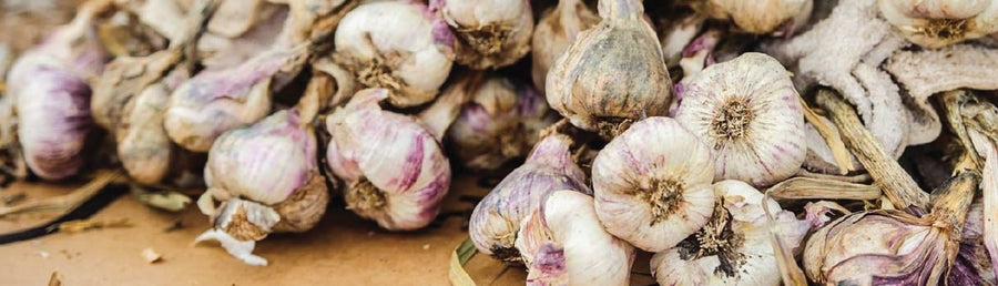 How to Grow Garlic