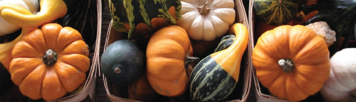 Gourd : From Seeds To Harvest