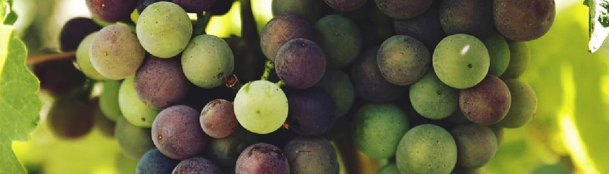 Grape Roots To Harvest