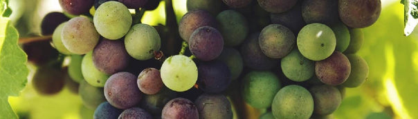 Grape Roots To Harvest