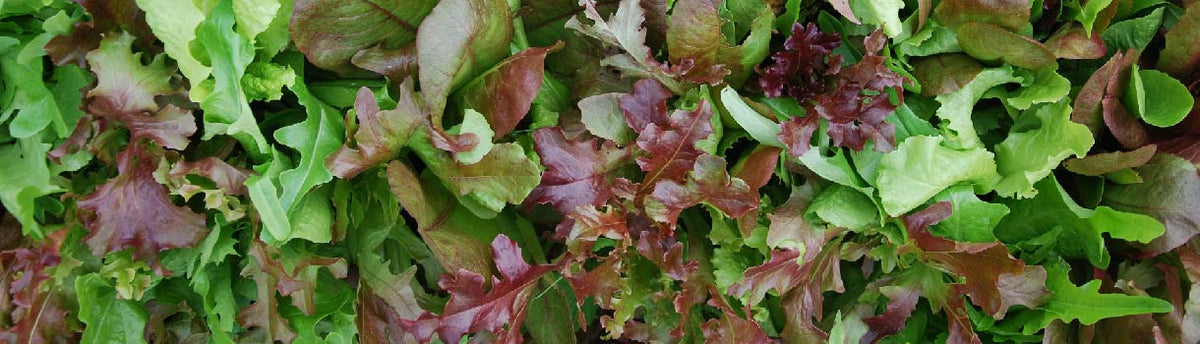 Greens : From Seeds To Harvest