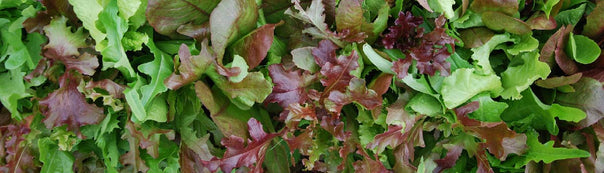 Greens : From Seeds To Harvest