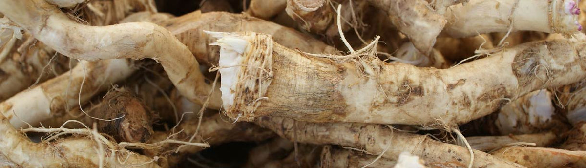 Horseradish : From Seeds To Harvest