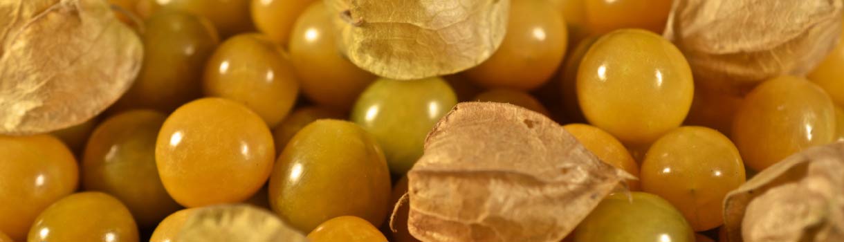Husk Cherry : From Seeds To Harvest