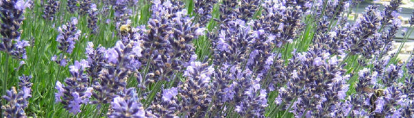 Lavender : From Seed to Harvest