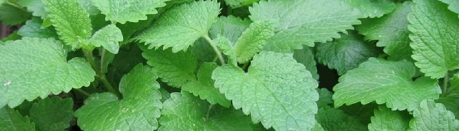Lemon Balm Seed To Harvest