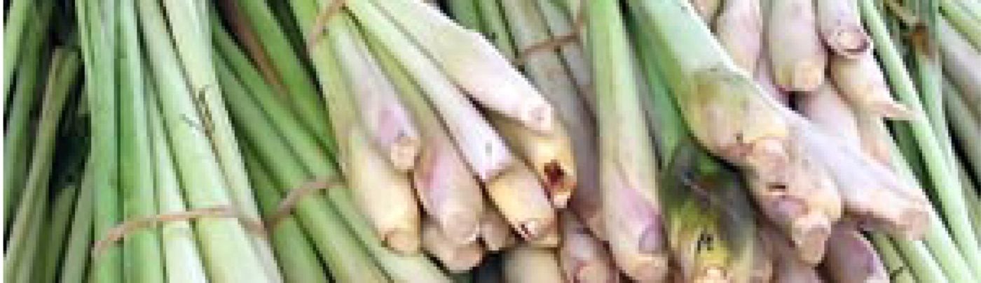 LemonGrass -From Seed to Harvest