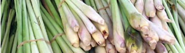LemonGrass -From Seed to Harvest