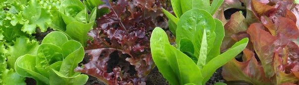 How to Grow Lettuce