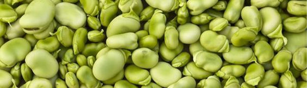 Lima Beans Seed To Harvest