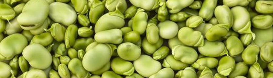 Lima Beans Seed To Harvest