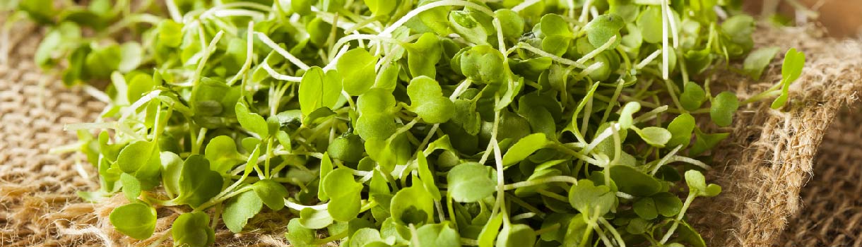 Microgreen : From Seeds To Harvest