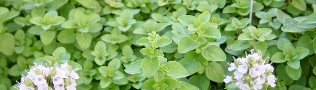 Marjoram Seed To Harvest