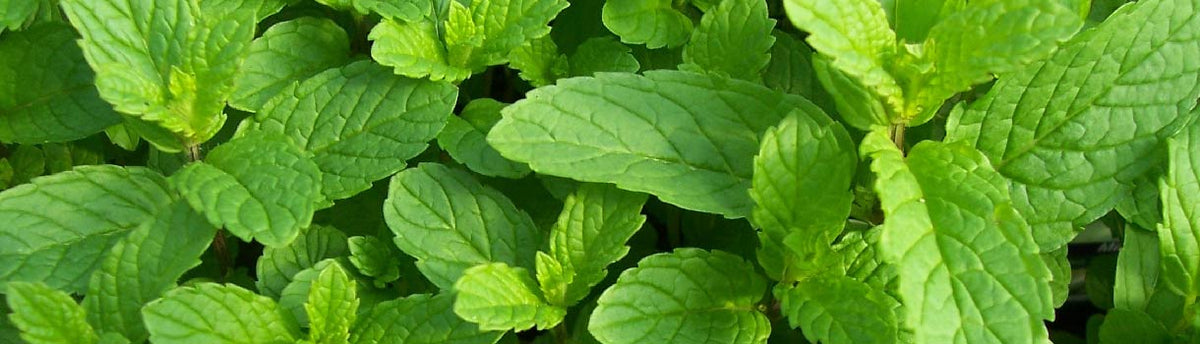 How to Grow Mint