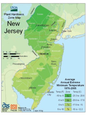 new-jersey-vegetable-planting-calendar