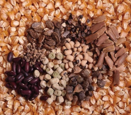 About Our Seeds
