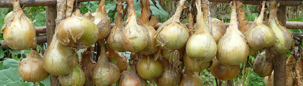 How to Grow Onions