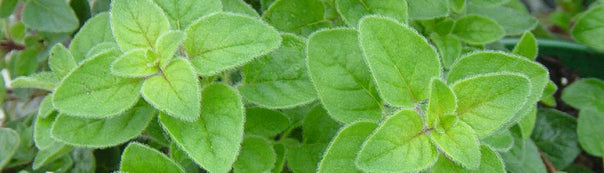 Oregano: From Seed to Harvest