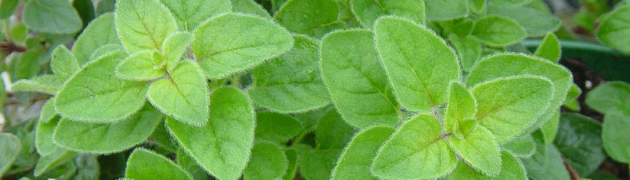 Oregano: From Seed to Harvest